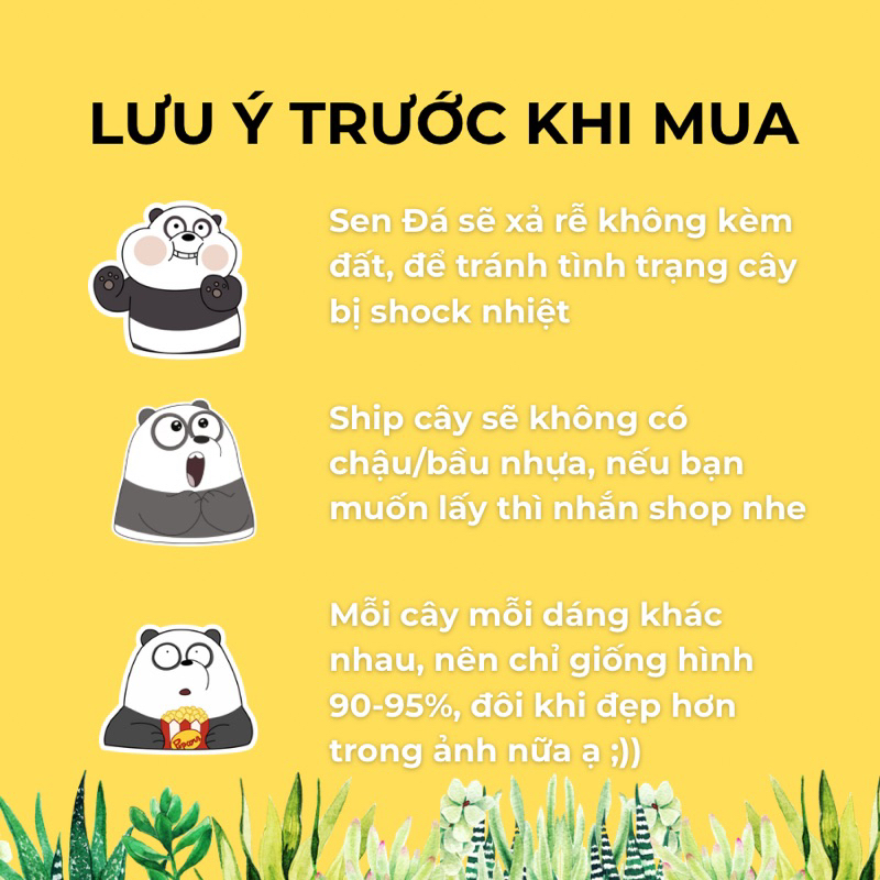 Sen Đá Đậu Đỏ