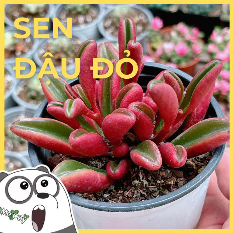Sen Đá Đậu Đỏ