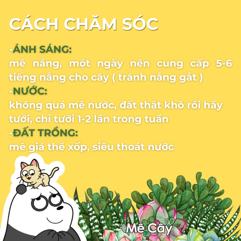 Sen Đá Đậu Đỏ