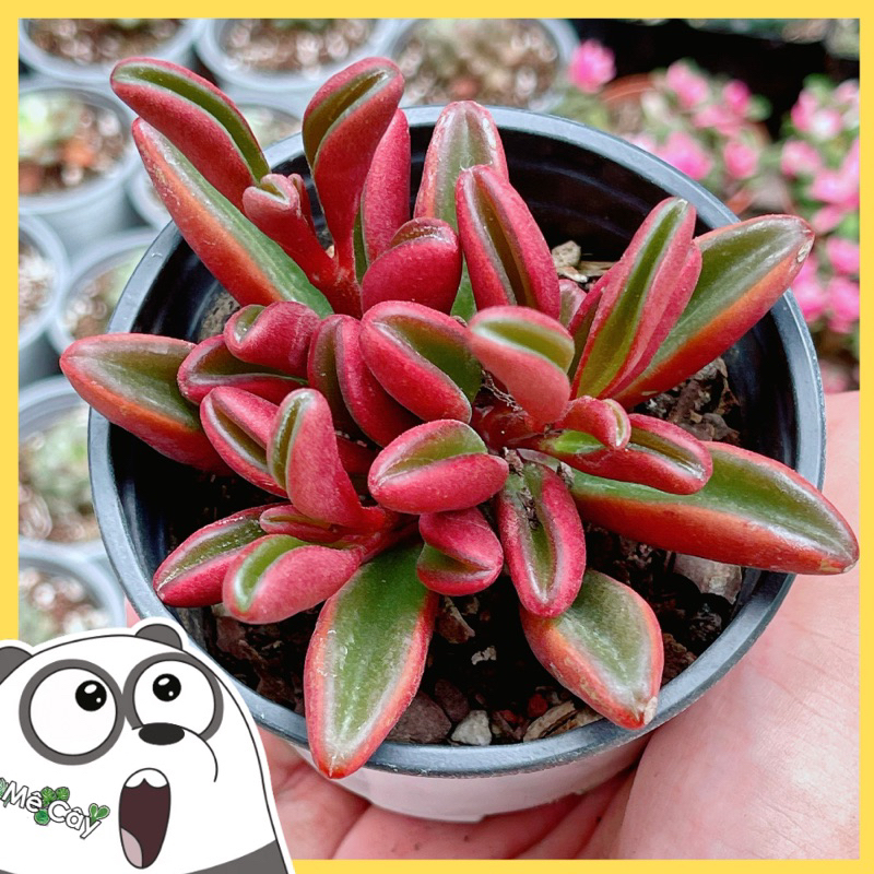 Sen Đá Đậu Đỏ