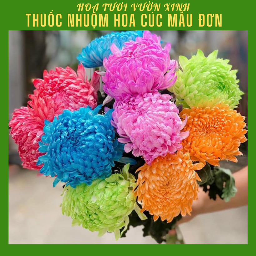 Thuốc nhuộm hoa cúc mẫu đơn đổi màu hoa dạng nước, màu hữu cơ nhập khẩu Israel. Dùng nhuộm đổi màu hoa cúc và các loại h