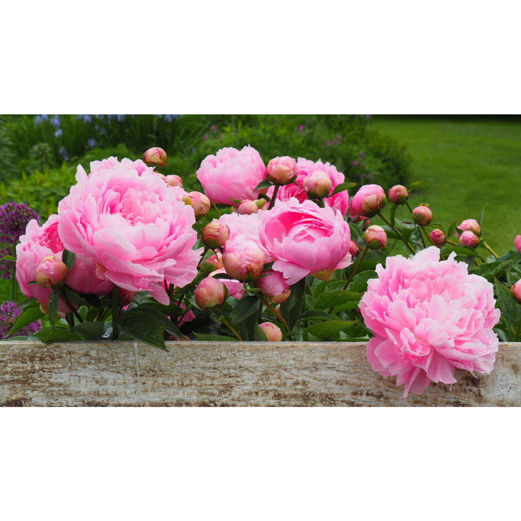 Tinh dầu Hoa Mẫu Đơn 10ml - 100ml / Peony Essential Oil