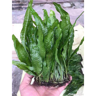 Dương xỉ Java lớn - Cây thuỷ sinh