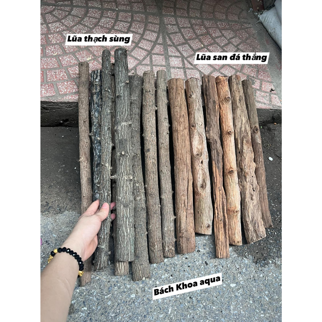 Lũa thạch sùng cành thẳng làm layout rừng cho bể cá - 1kg