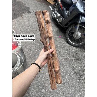 Lũa san đá thẳng làm layout rừng cho bể cá - 1kg