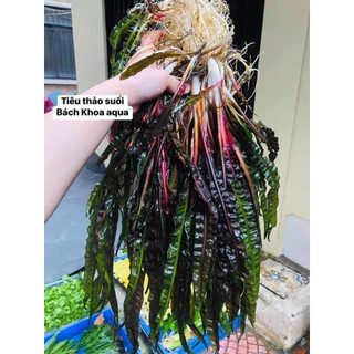 Cây thủy sinh - Tiêu thảo suối