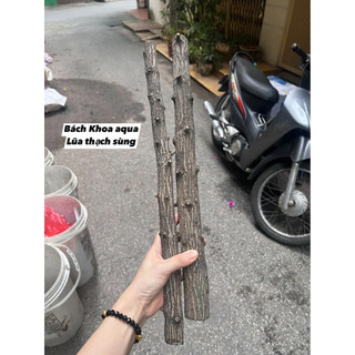 Lũa thạch sùng làm layout rừng cho bể cá 1kg