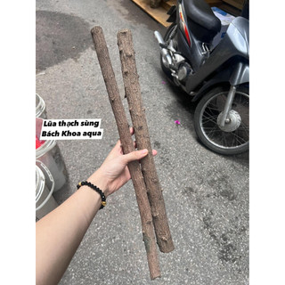 Lũa thạch sùng làm layout rừng cho bể cá 1kg