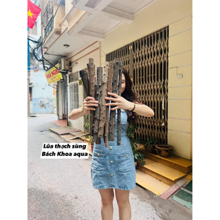 Lũa thạch sùng làm layout rừng cho bể cá 1kg