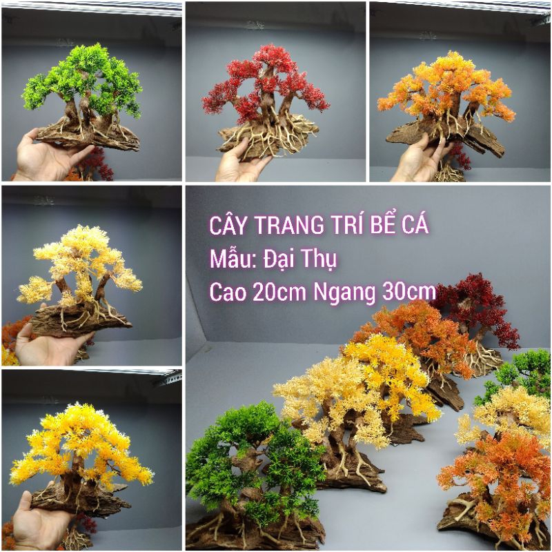 Cây gỗ lũa Bonsai tán Tùng cho hồ nhỏ ]
