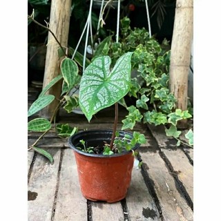 Chậu mềm bán ảnh cuối- Caladium White Xmas Size vừa chậu nhựa 10cm￼