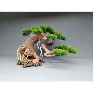 Cây gỗ Lũa Bonsai Tán Tùng [Cam, đỏ, xanh, vàng kem]