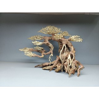 Cây gỗ Lũa Bonsai dáng đổ [Có 3 loại: 1 thân, 2 thân, đế đá ]