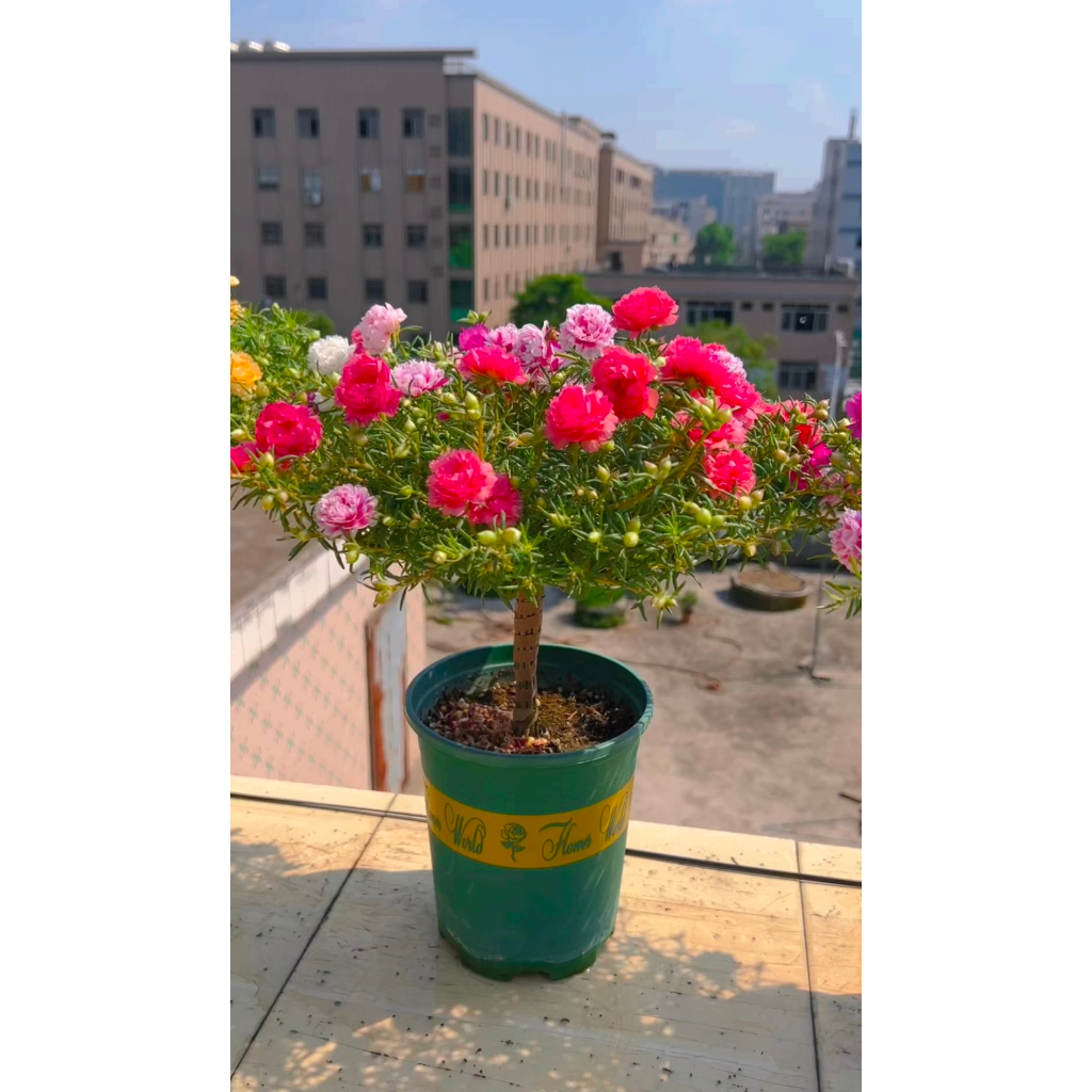 Giá đỡ hoa,cây cảnh tạo hình cho cây