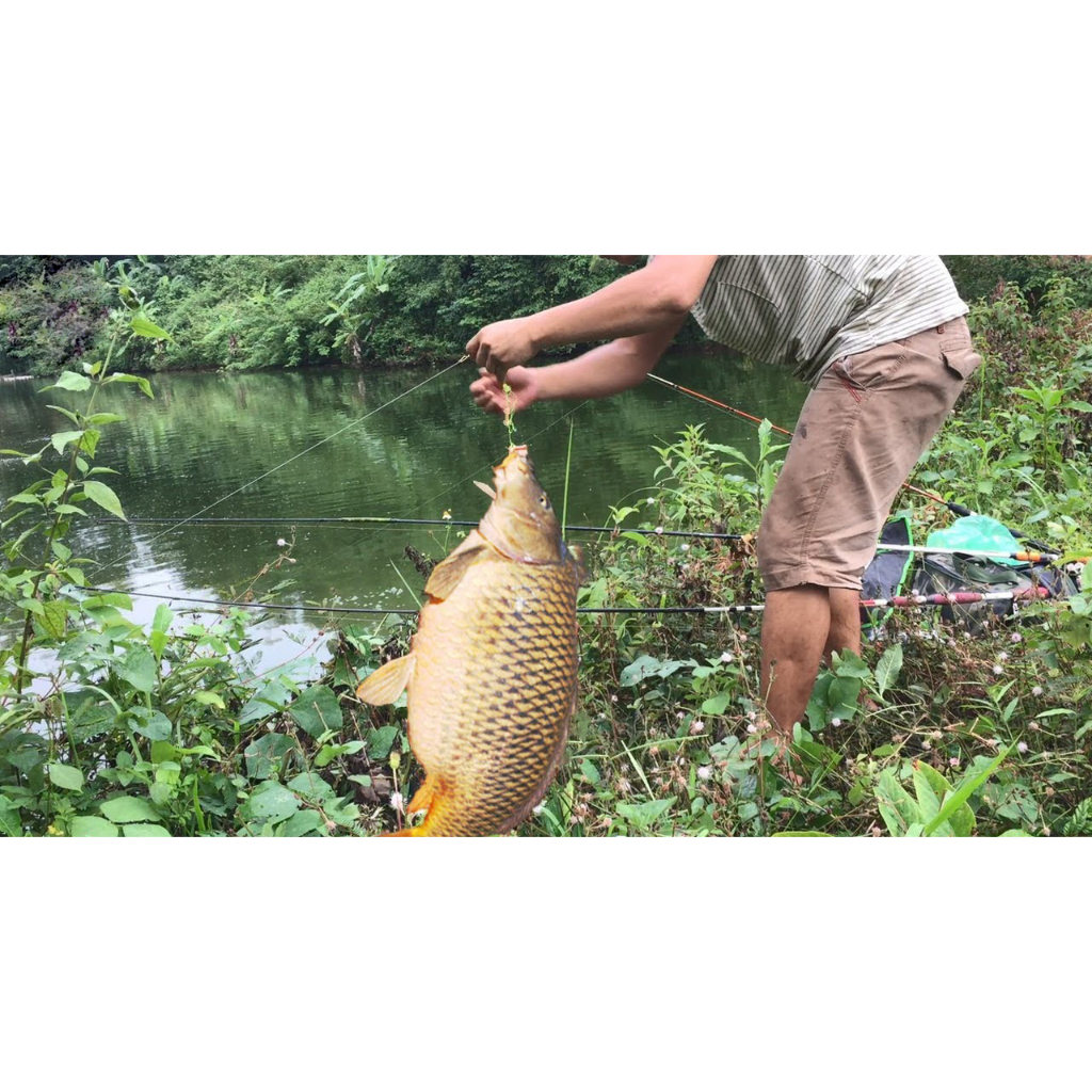 Bài thính 26 vị T.huố.c bắc chuyên trắm đen - chép