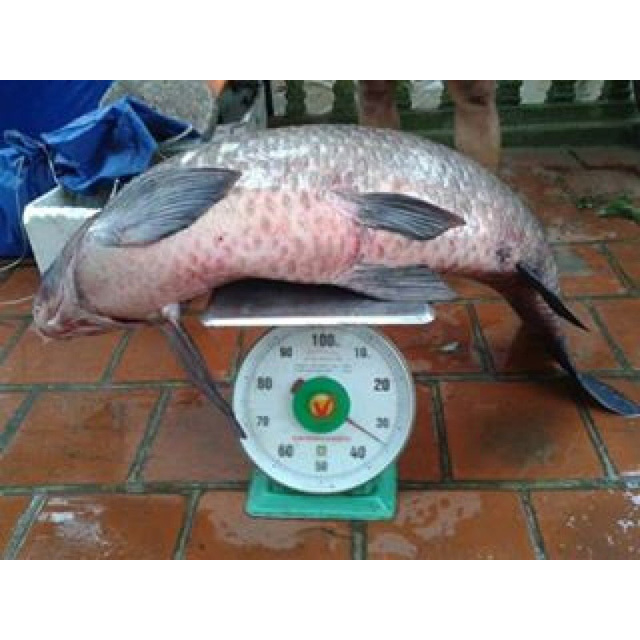 Bài thính 26 vị T.huố.c bắc chuyên trắm đen - chép