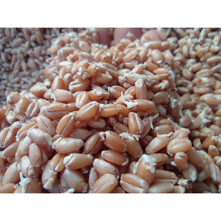 HẠT GIỐNG MẦM LÚA MẠCH - 100g