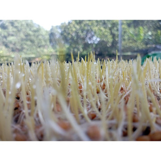 HẠT GIỐNG MẦM LÚA MẠCH - 100g