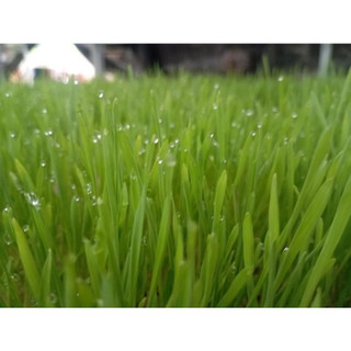 HẠT GIỐNG MẦM LÚA MẠCH - 100g