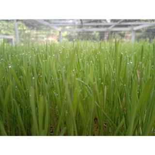HẠT GIỐNG MẦM LÚA MẠCH - 100g