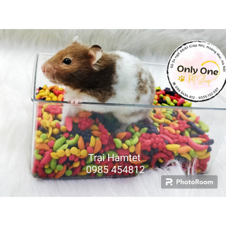kaytee hoa quả cho hamster