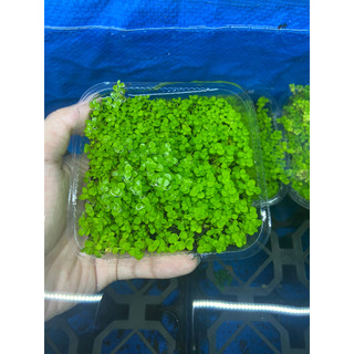 Cây trân châu ngọc trai lá nước - cốc