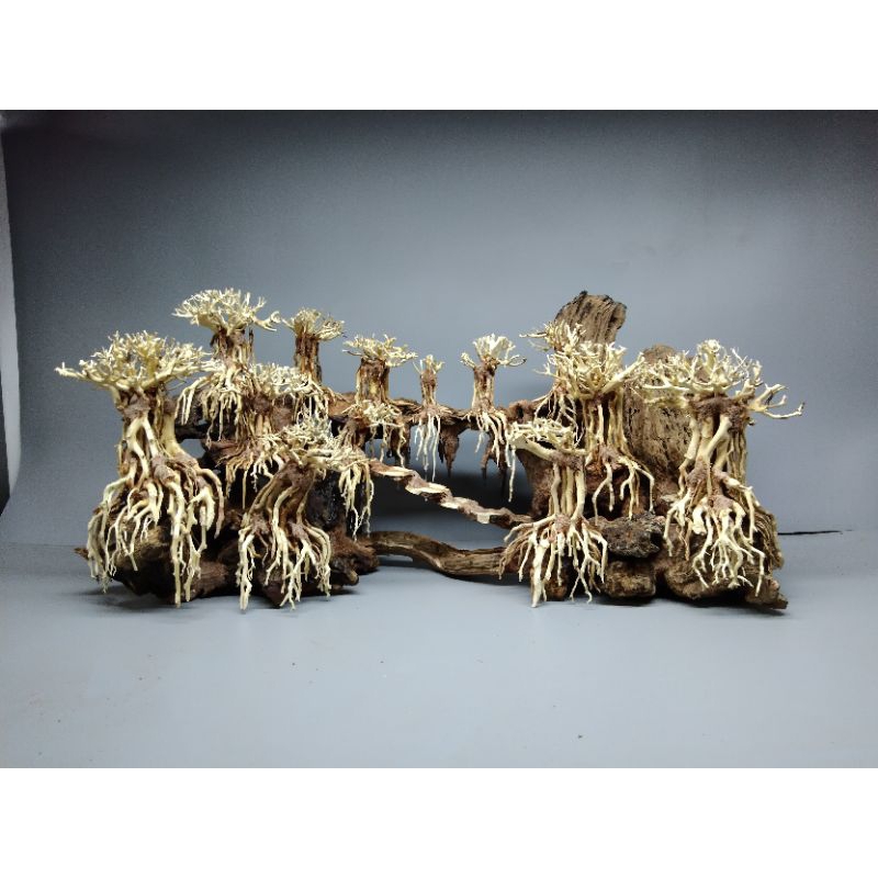 Gỗ lũa bonsai cho hồ thủy sinh