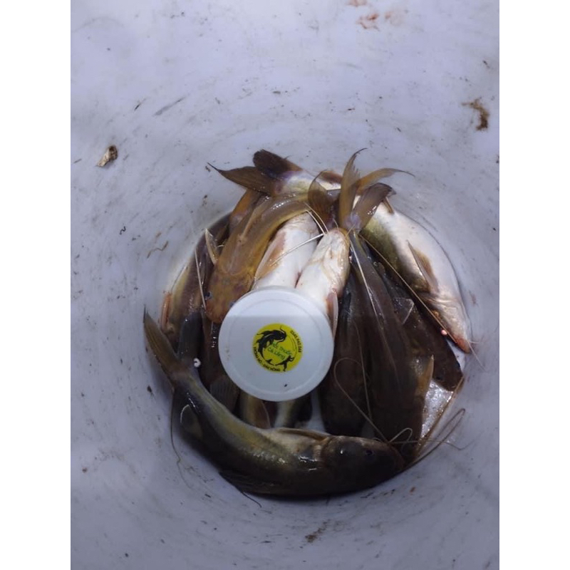 MỒI THUỐC CÁ LĂNG CÁ DA TRƠN 500G