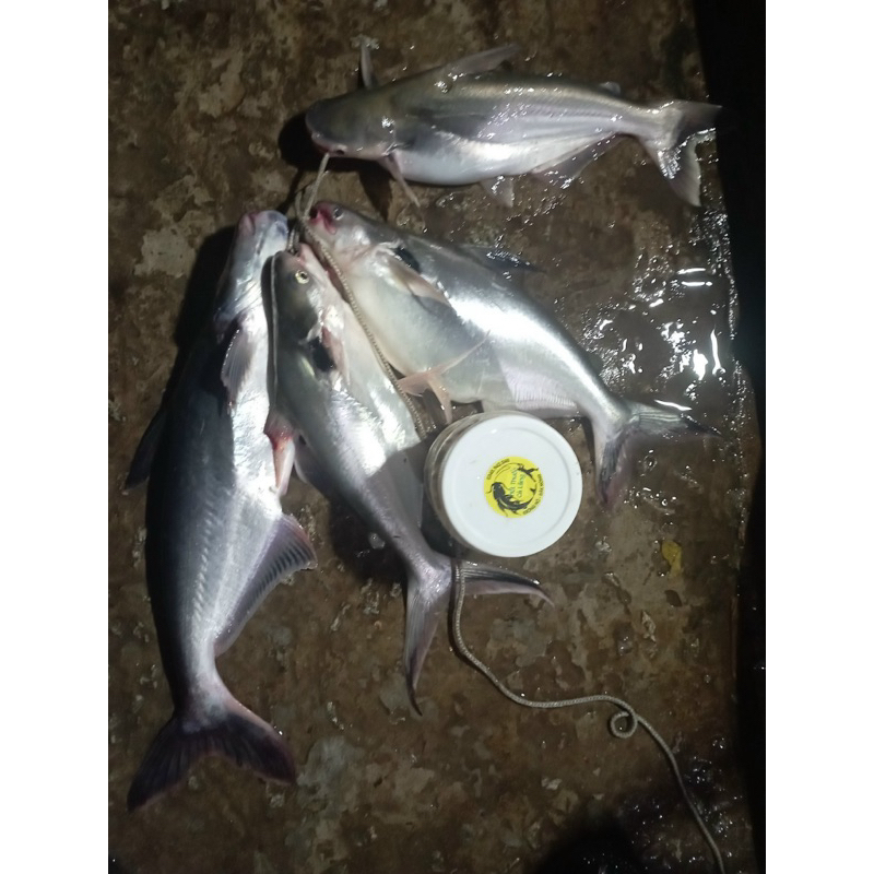 MỒI THUỐC CÁ LĂNG CÁ DA TRƠN 500G