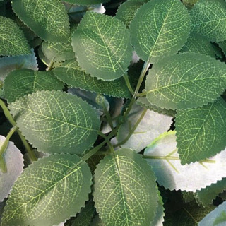 Sỉ 1kg lá Hồng gân 6 lá hàng trung 1kg khoảng 800 lá