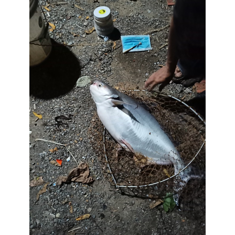 MỒI THUỐC CÁ LĂNG CÁ DA TRƠN 500G