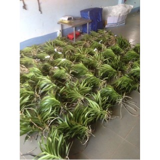 10 cây lan giống mokara cao 15-20cm gồm 5 màu