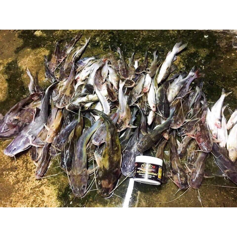 MỒI CÂU CÁ LĂNG THÁI LAN 250G