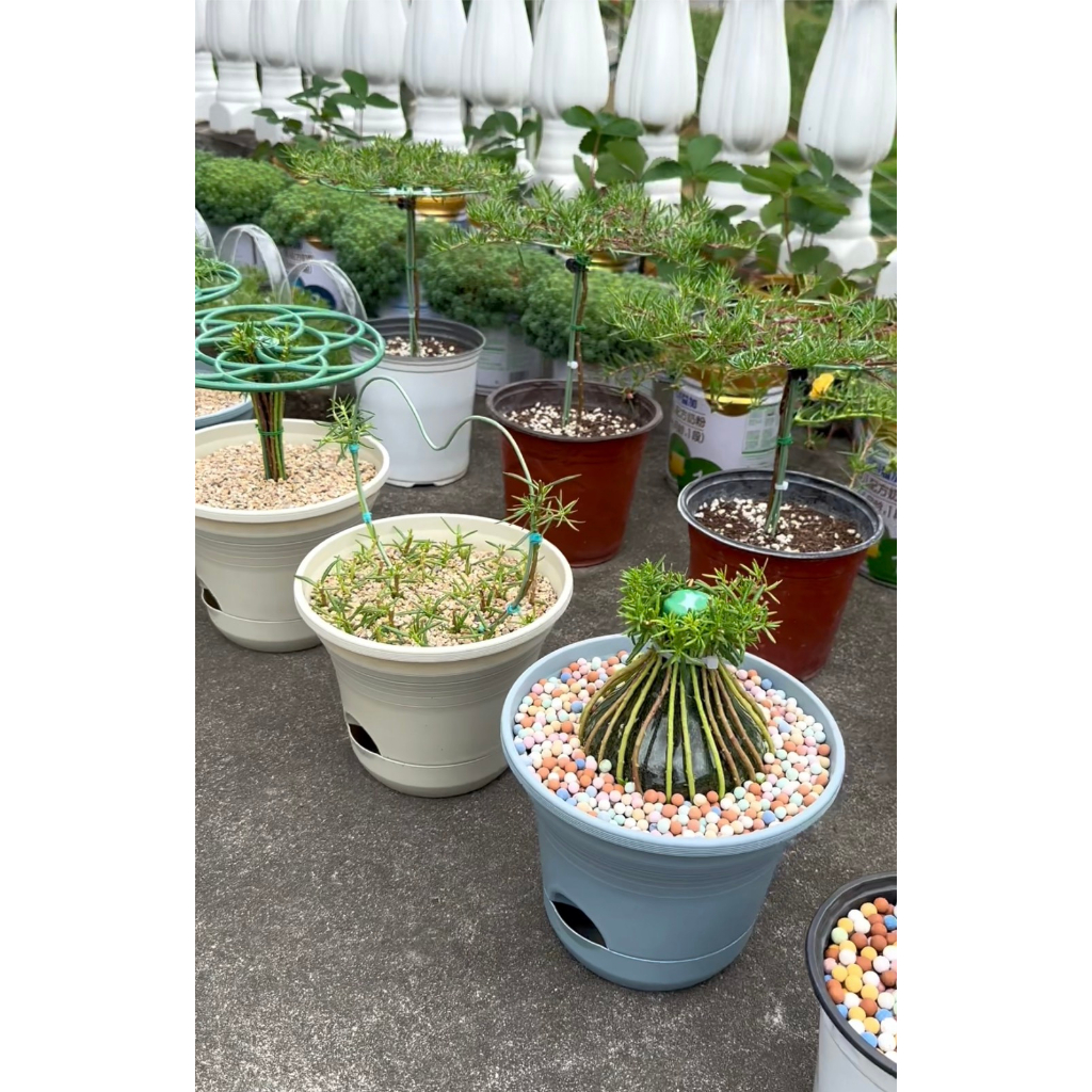 Giá đỡ hoa,cây cảnh tạo hình cho cây