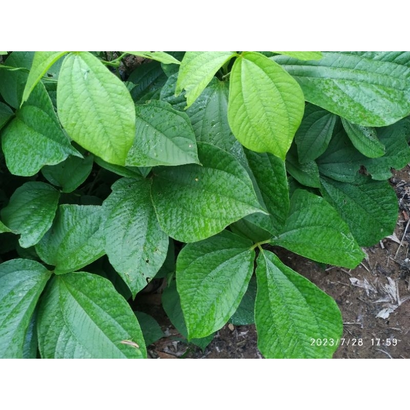 Cây giống củ nâu