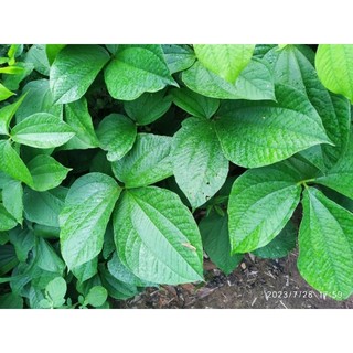 Cây giống củ nâu