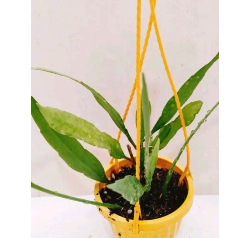 Cây quỳnh thái và Quỳnh mini