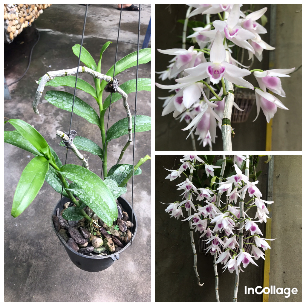 giò hoa lan phi điệp tím gái nhẩy