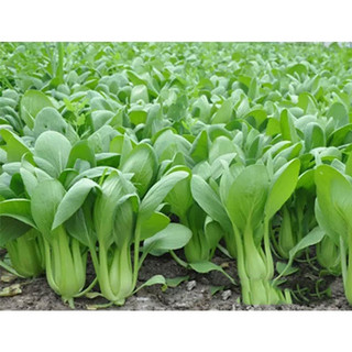 Hạt giống Cải thìa (Cải chíp)_Gói 300 hạt
