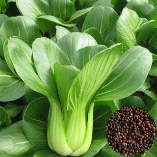 Hạt giống Cải thìa (Cải chíp)_Gói 300 hạt