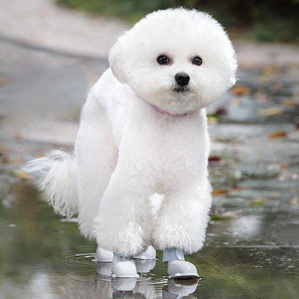 Giày cho chó mèo chất liệu silicon siêu mềm chống nước không gây đau chân