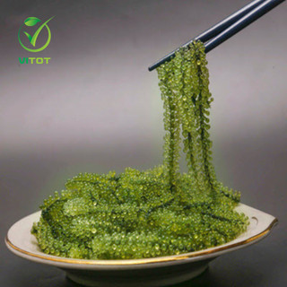[HỎA TỐC] Rong Nho Biển Hữu Cơ