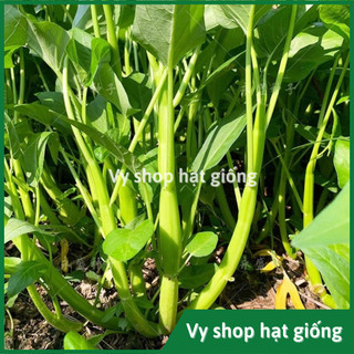 Hạt giống rau muống ba chạc bốn mùa gói 100 hạt