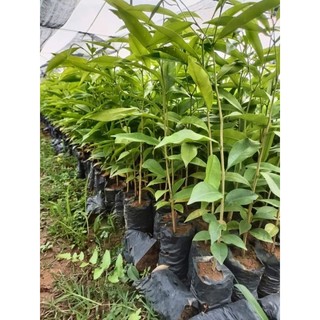 Cây gió bầu, cây trầm hương