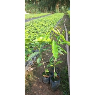 cây gió bầu, cây trầm hương bầu to ( cây cao 30cm)