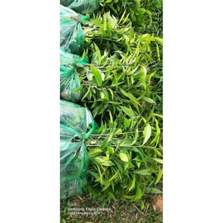 cây gió bầu, cây trầm hương bầu to ( cây cao 30cm)
