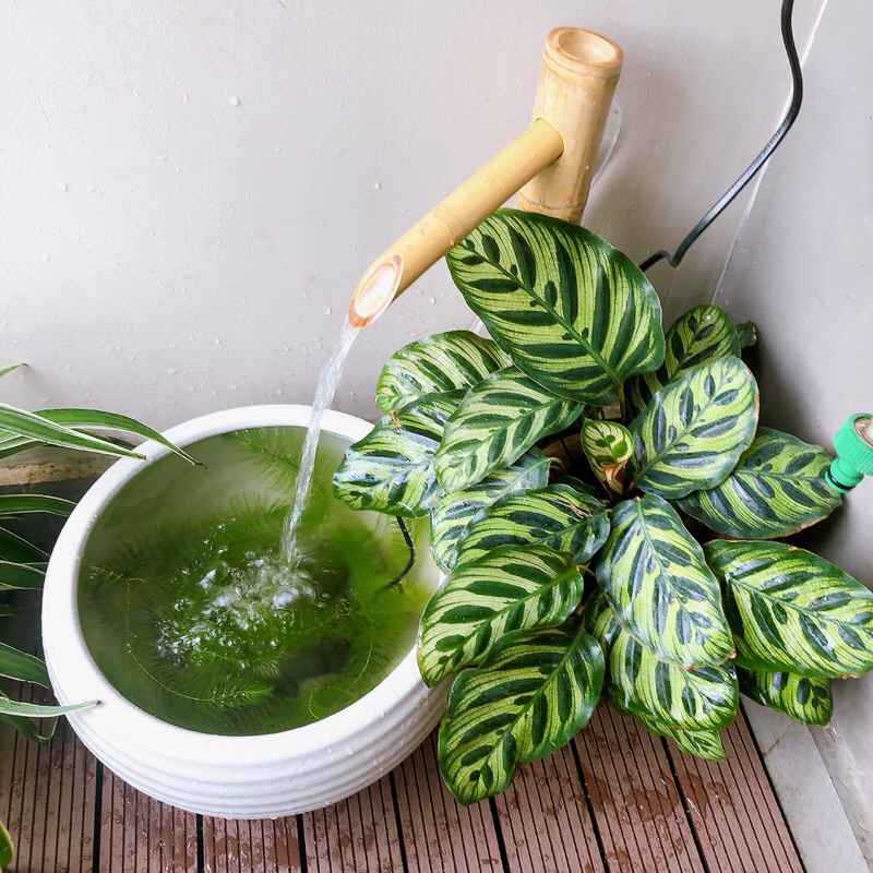 Chậu sứ đựng nước trang trí tiểu cảnh, chậu trồng sen, súng, không có lỗ thoát nước
