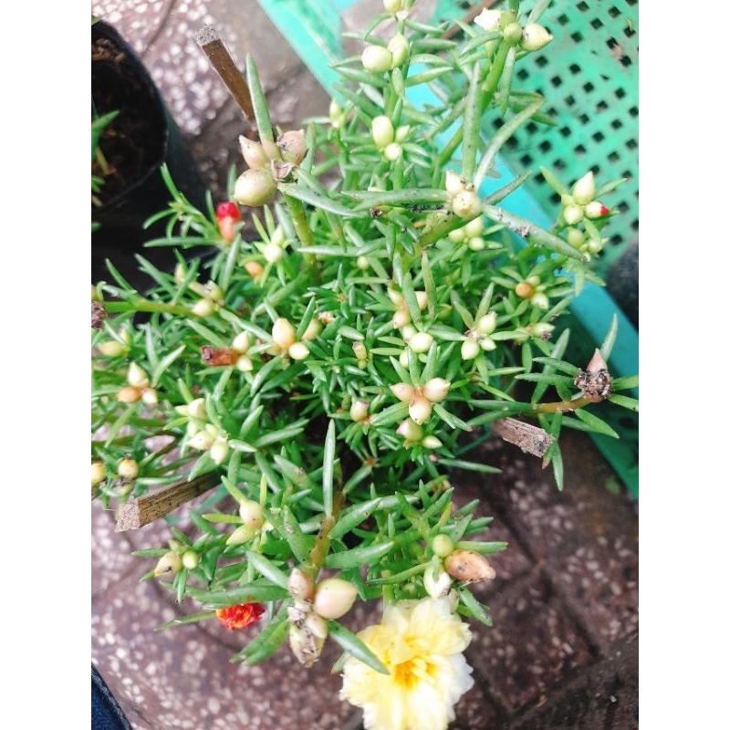 Hỏa tốc Chậu hoa mười giờ  mix màu tại vườn cây giống Tintin Nguyễn,