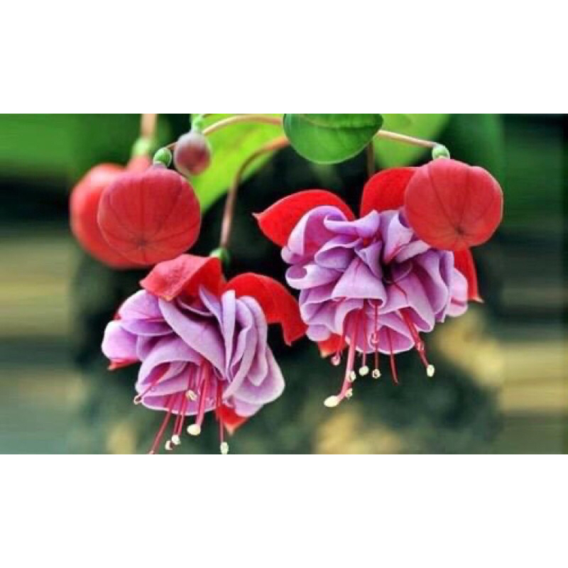 Cây giống lồng đèn búp bê  tặng kèm phân bón