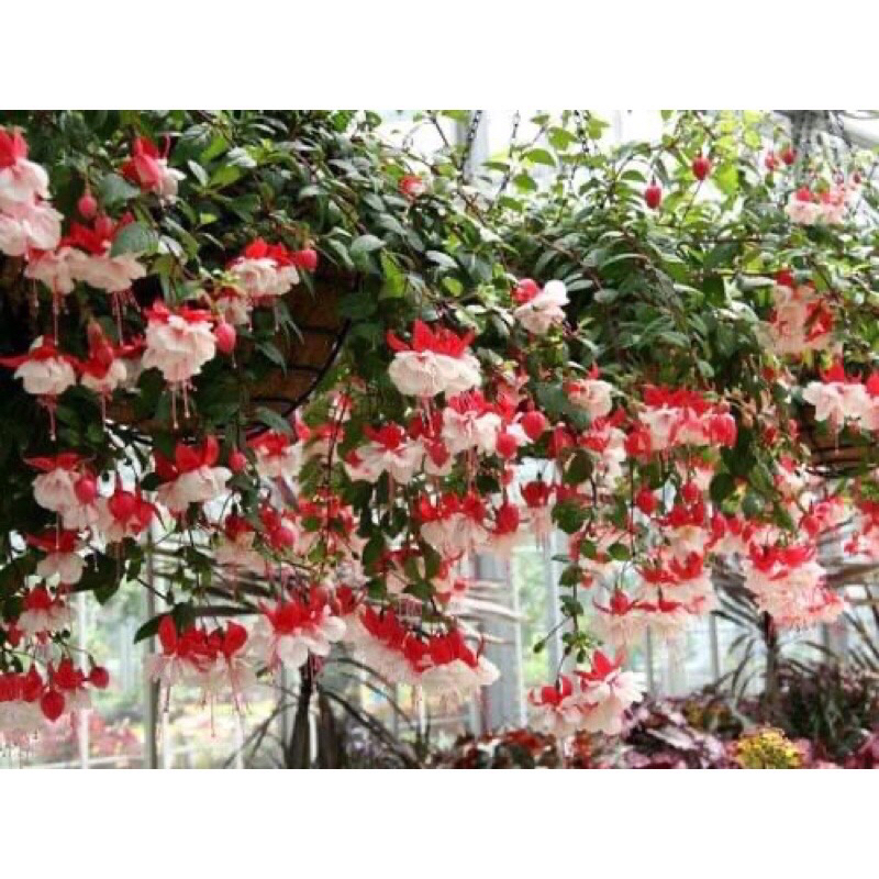 Cây giống lồng đèn búp bê  tặng kèm phân bón